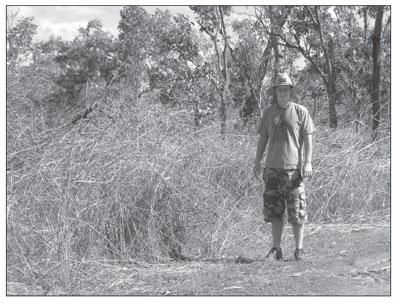 Plate 1: Long grass in West Arnhem Land.