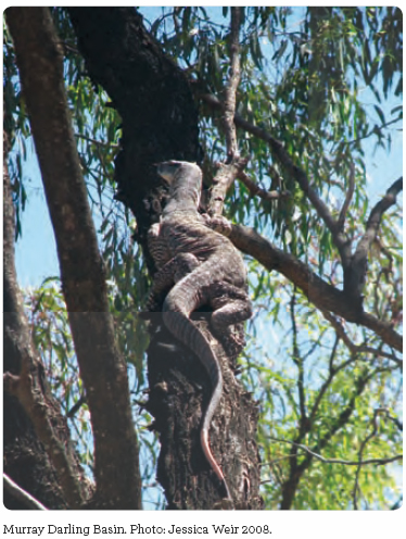Goanna on tree. Murray Darling Basin. Photo: Jessica Weir 2008.