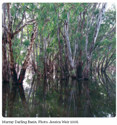 Trees in water. Murray Darling Basin. Photo: Jessica Weir 2008.