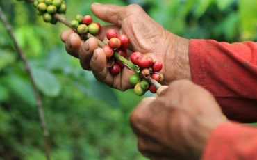 Hands picking coffee beans