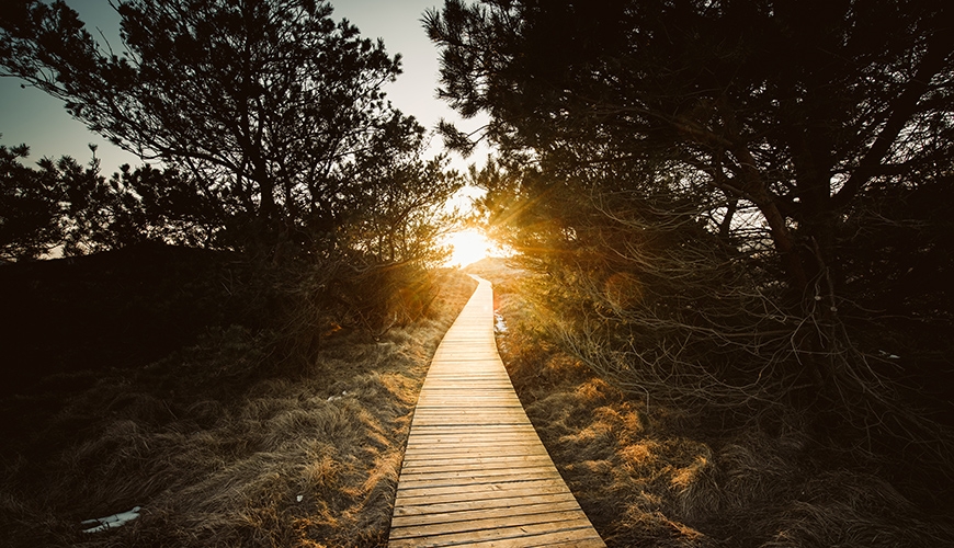 sun over a pathway between trees