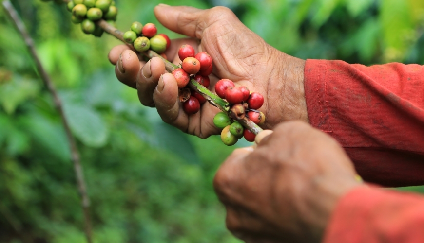 Coffee beans in West Java